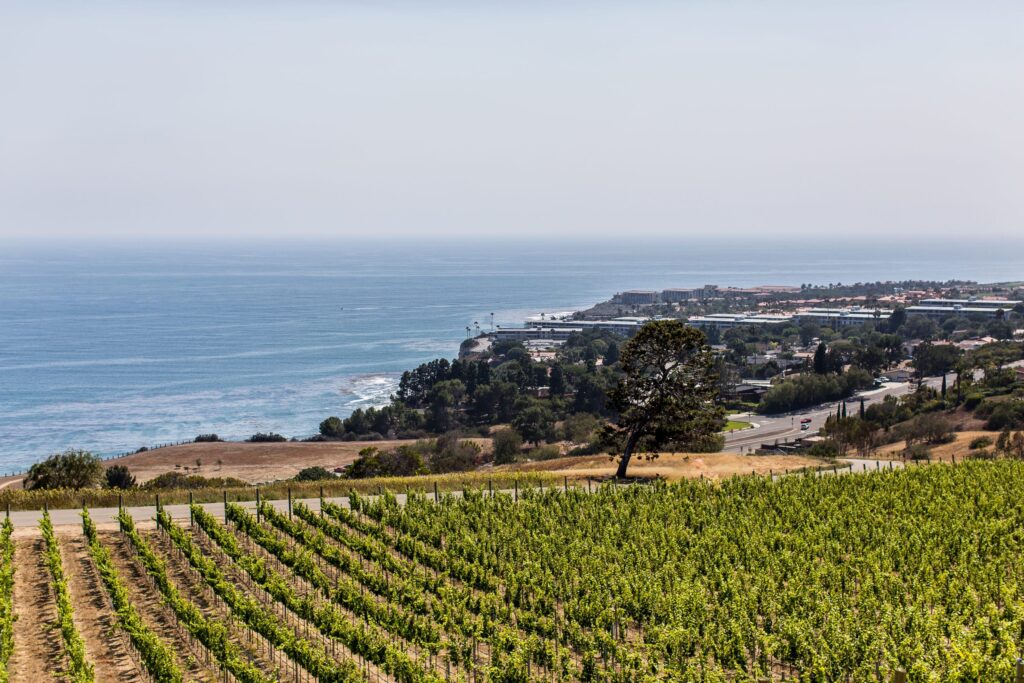 Catalina View Gardens Vineyards and Ocean View | Catered by Made By Meg